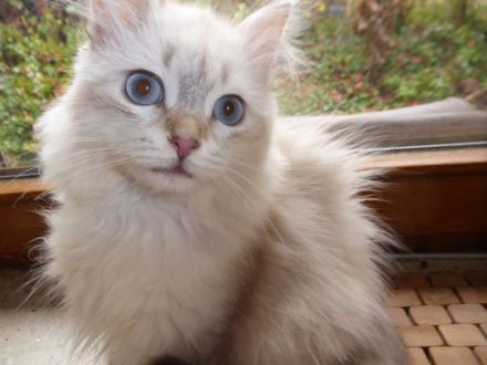 Sibirische Katzenbabys mit Stammbaum