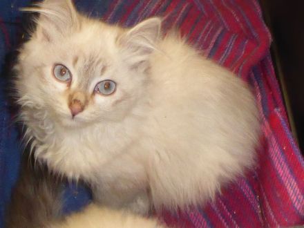 Sibirische Katzenbabys mit Stammbaum