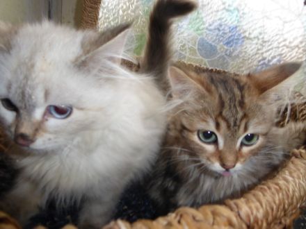 Sibirische Katzenbabys mit Stammbaum