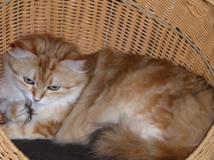 Sibirische Katzenbabys mit Stammbaum