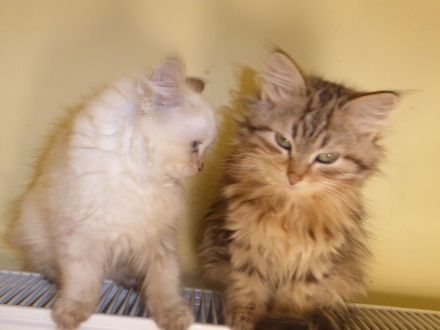 Sibirische Katzenbabys mit Stammbaum