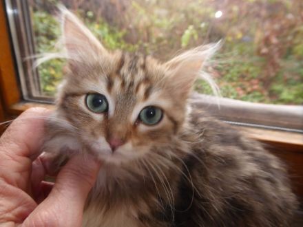 Sibirische Katzenbabys mit Stammbaum