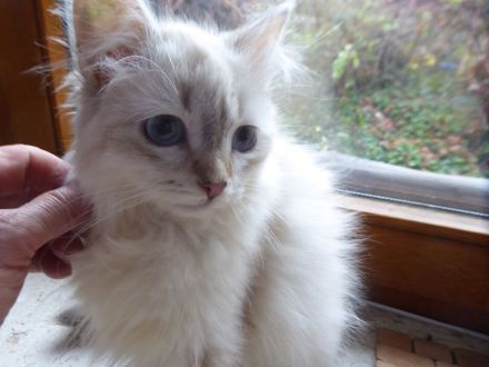 Sibirische Katzenbabys mit Stammbaum