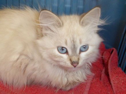 Sibirische Katzenbabys mit Stammbaum