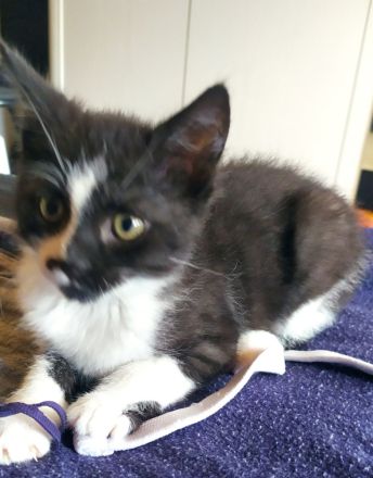 Babykatze, Junge, EKH