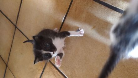 Babykatze, Junge, EKH