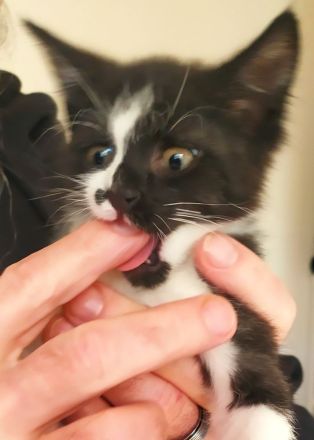 Babykatze, Junge, EKH