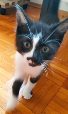 Babykatze, Junge, EKH