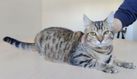 Der zutrauliche Divino freut sich auf eine nette Familie