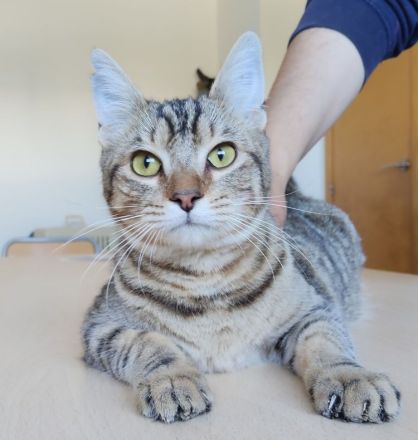 Der zutrauliche Divino freut sich auf eine nette Familie