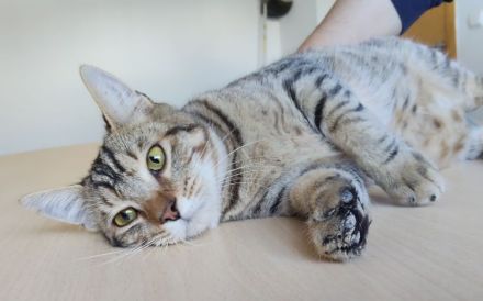 Der zutrauliche Divino freut sich auf eine nette Familie