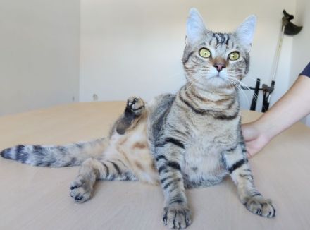 Der zutrauliche Divino freut sich auf eine nette Familie