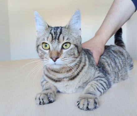 Der zutrauliche Divino freut sich auf eine nette Familie