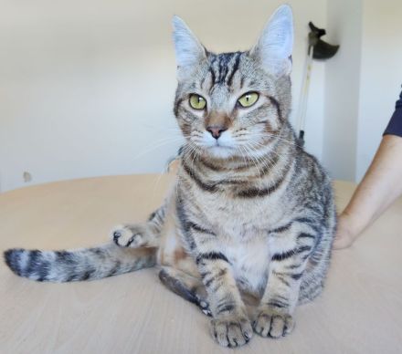 Der zutrauliche Divino freut sich auf eine nette Familie