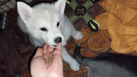 Alaskan Malamute , Husky , Mix , Siberian Husky 1 Rüde ngeimpft gechipt