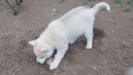 Alaskan Malamute , Husky , Mix , Siberian Husky 1 Rüde ngeimpft gechipt