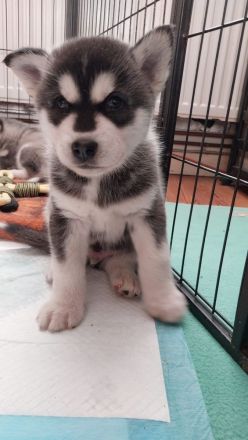 Alaskan Malamute , Husky , Mix , Siberian Husky nur Rüden 3