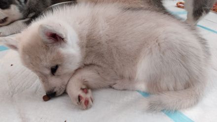 Alaskan Malamute , Husky , Mix , Siberian Husky nur Rüden 3