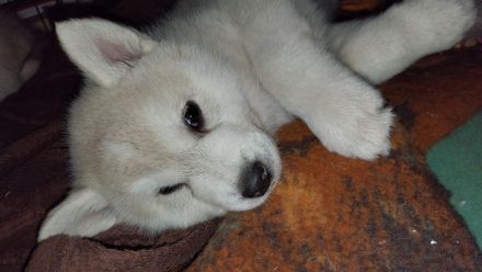 Alaskan Malamute , Husky , Mix , Siberian Husky 1 Rüde ngeimpft gechipt