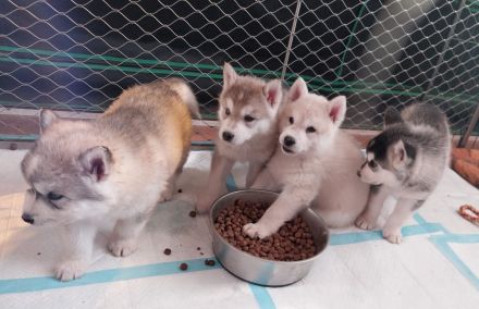 Alaskan Malamute , Husky , Mix , Siberian Husky nur Rüden 3