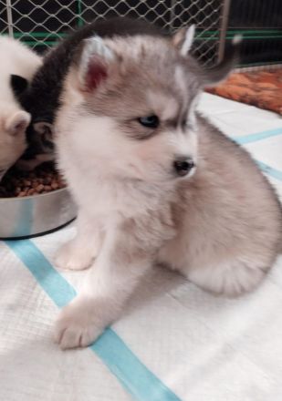 Alaskan Malamute , Husky , Mix , Siberian Husky nur Rüden 3