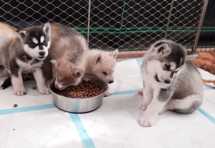 Alaskan Malamute , Husky , Mix , Siberian Husky nur Rüden 3