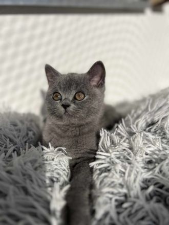 Britisch Kurzhaar Kater Tom sucht ein neues Zuhause