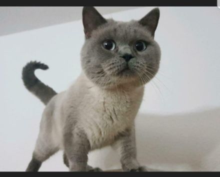 Zwei kleine Kätzchen suchen ein Zuhause! Kitten, suchen liebevolles Zuhause. Komplet geimpft