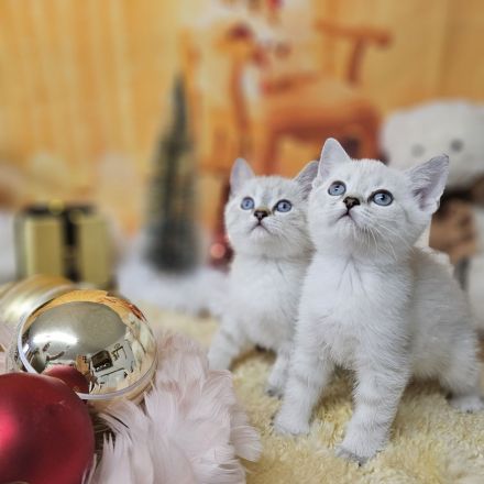 Zwei kleine Kätzchen suchen ein Zuhause! Kitten, suchen liebevolles Zuhause. Komplet geimpft