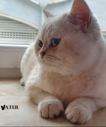 Zwei kleine Kätzchen suchen ein Zuhause! Kitten, suchen liebevolles Zuhause. Komplet geimpft