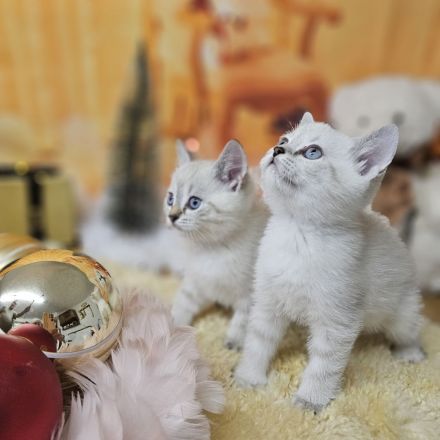 Zwei kleine Kätzchen suchen ein Zuhause! Kitten, suchen liebevolles Zuhause. Komplet geimpft