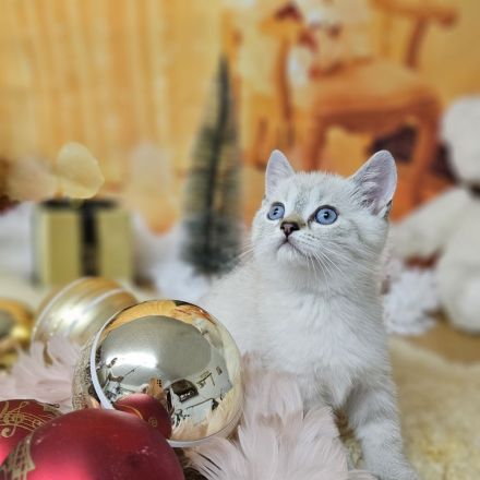 Zwei kleine Kätzchen suchen ein Zuhause! Kitten, suchen liebevolles Zuhause. Komplet geimpft