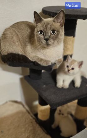 Zwei kleine Kätzchen suchen ein Zuhause! Kitten, suchen liebevolles Zuhause. Komplet geimpft