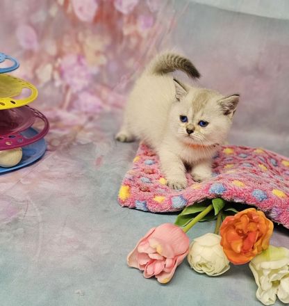 Zwei kleine Kätzchen suchen ein Zuhause! Kitten, suchen liebevolles Zuhause. Komplet geimpft