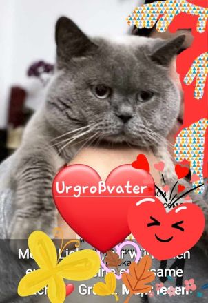 Zwei kleine Kätzchen suchen ein Zuhause! Kitten, suchen liebevolles Zuhause. Komplet geimpft