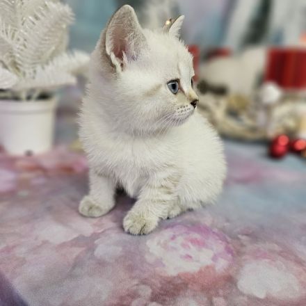 Zwei kleine Kätzchen suchen ein Zuhause! Kitten, suchen liebevolles Zuhause. Komplet geimpft