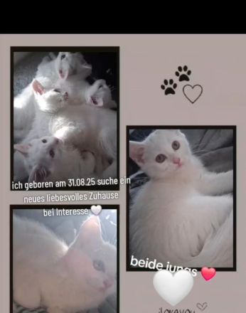 BKH Baby-Katzen