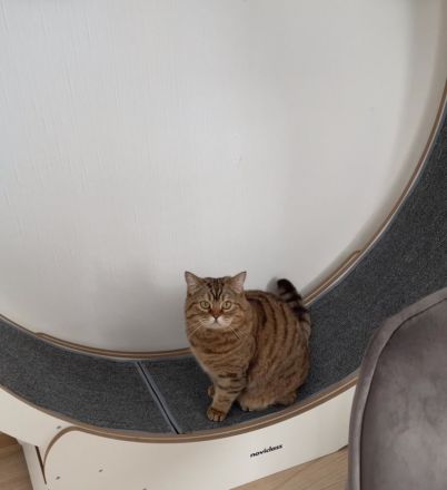 Hauskatze (weiblich, 4 J., kastriert) sucht neues Zuhause