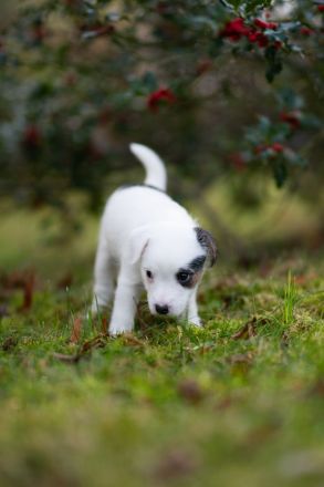 Parson Russell Welpen aus Hobbyzucht