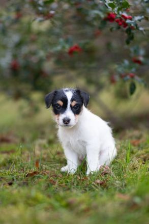 Parson Russell Welpen aus Hobbyzucht