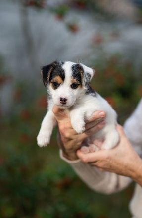 Parson Russell Welpen aus Hobbyzucht
