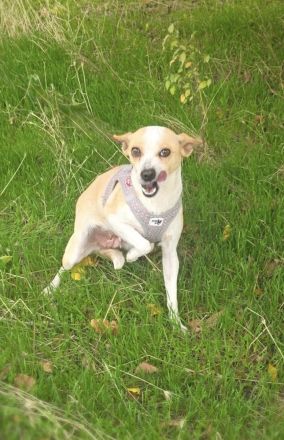 Roschka ein zauberhaftes kleines Mädchen