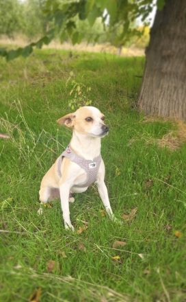 Roschka ein zauberhaftes kleines Mädchen