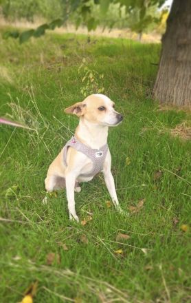 Roschka ein zauberhaftes kleines Mädchen