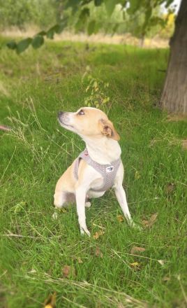 Roschka ein zauberhaftes kleines Mädchen