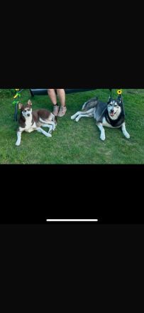 Ein wunderschönes Husky Weibchen sucht noch ein Zuhause