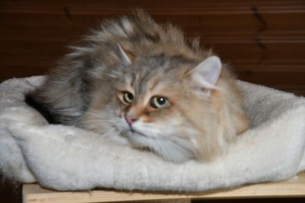 Reinrassiger Sibirischer Kater in black-golden-tabby-classic