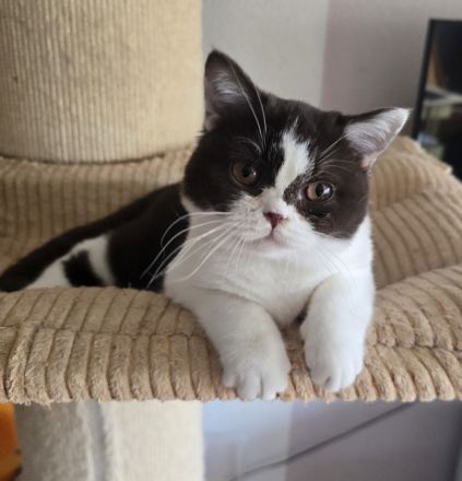 BKH Britischkurzhaar Mädchen mit Stammbaum