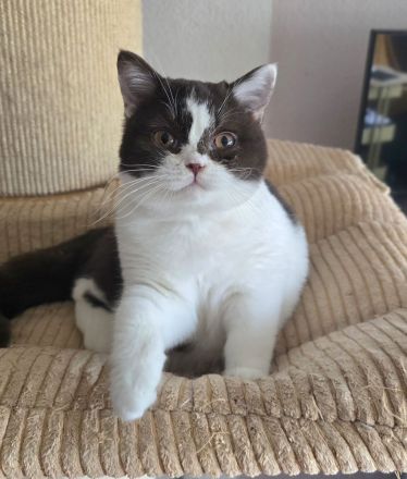 BKH Britischkurzhaar Mädchen mit Stammbaum