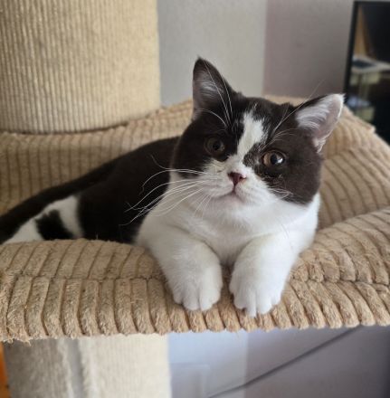 BKH Britischkurzhaar Mädchen mit Stammbaum